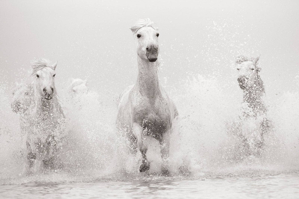 Untamed Spirits
