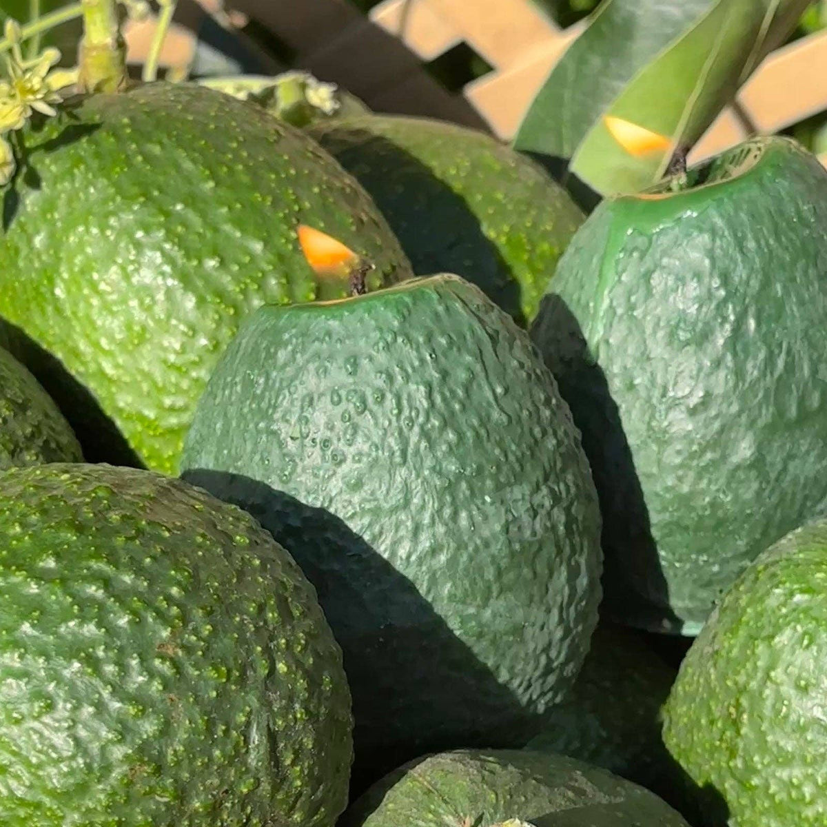 Große Avocadokerze: Grün / Meersalz und Orchidee / Einzelne Avocado