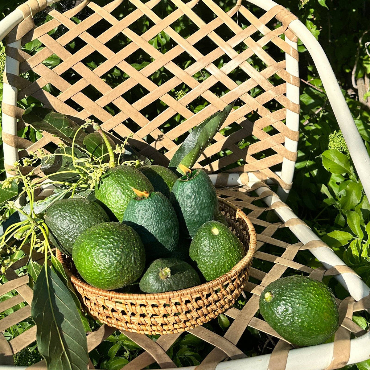 Große Avocadokerze: Grün / Meersalz und Orchidee / Einzelne Avocado