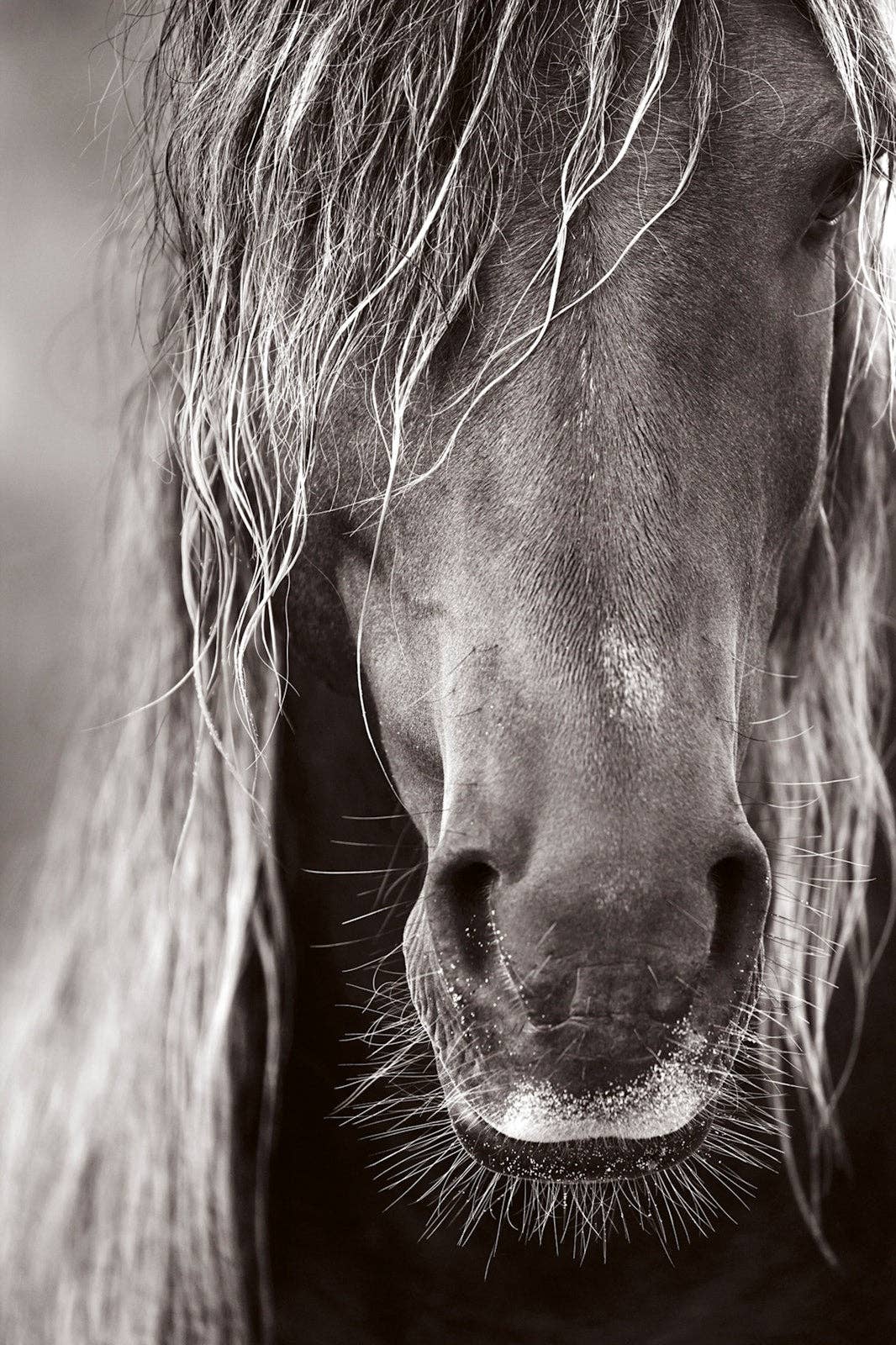 Untamed Spirits